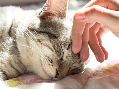 Cat Sitting