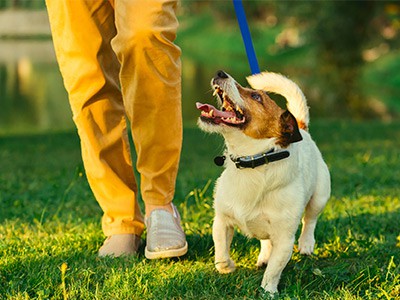 Dog Walking - Services - Content Critter