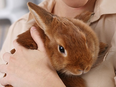 Exotic Pet Sitting
