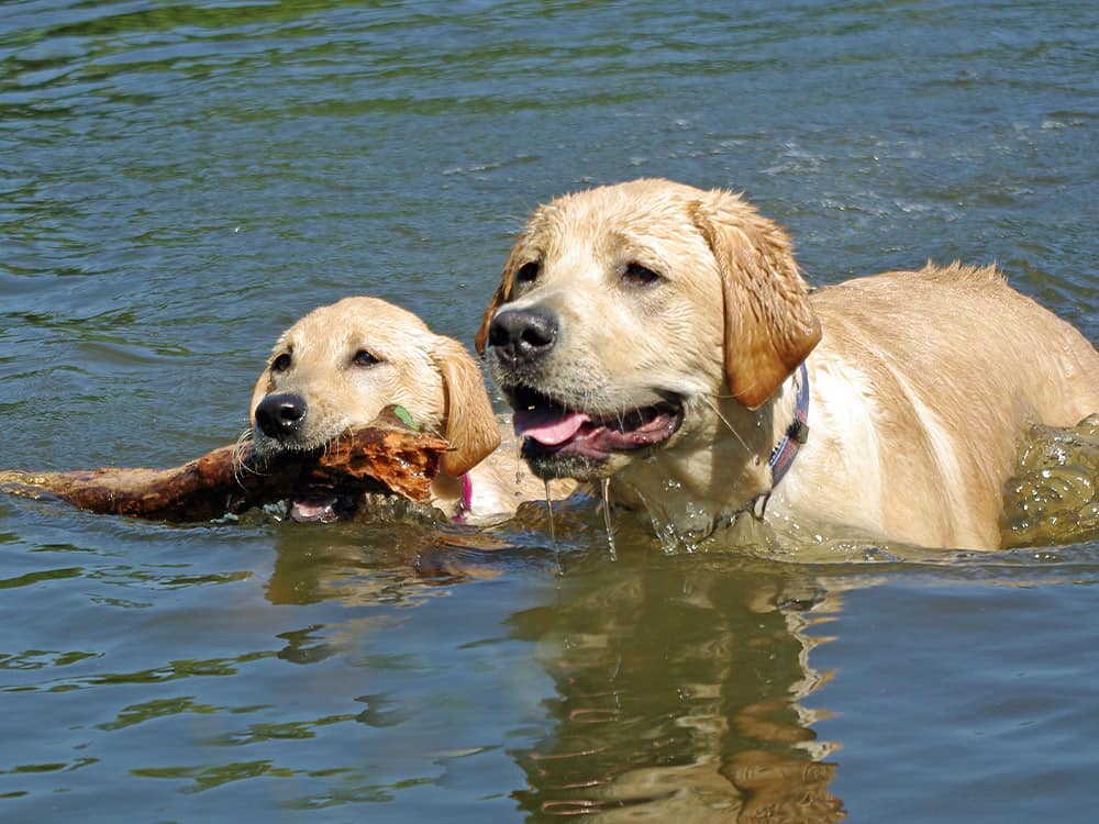 Best Dog Exercise for Hot Weather....Swimming