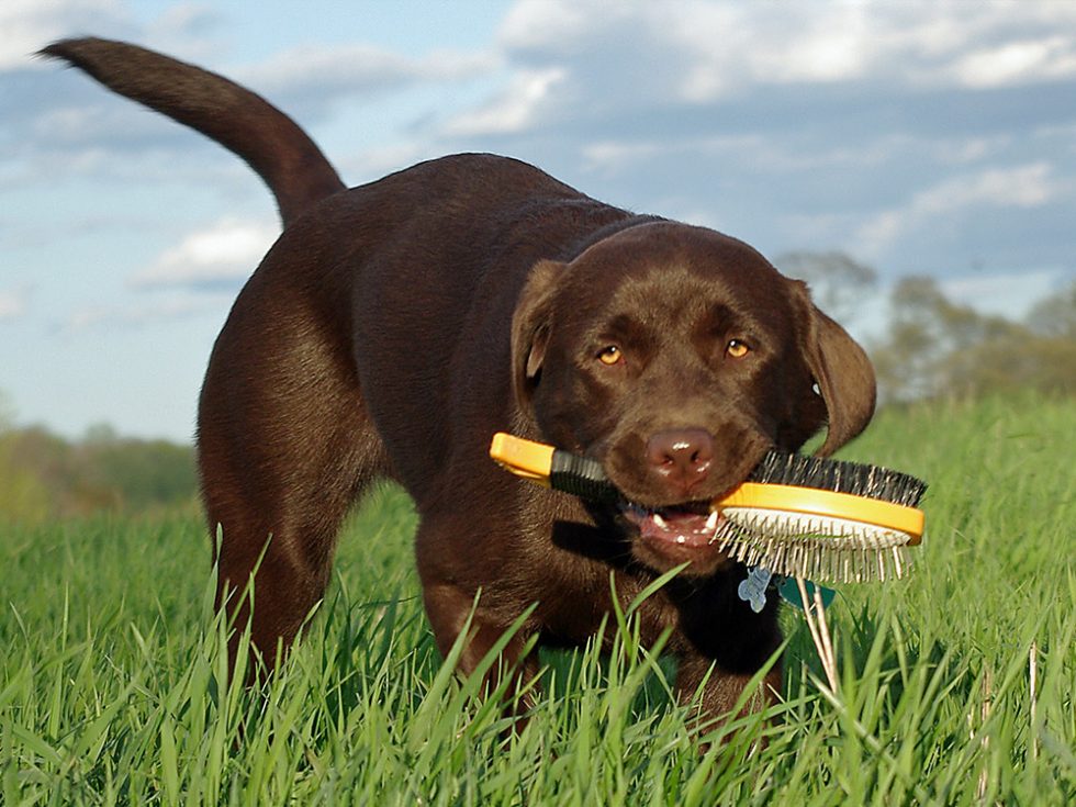 How to Help your Dog Shed their Winter Coat Content Critter