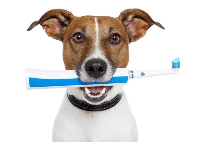 Dental Health: How To Keep Your Pets’ Teeth Clean