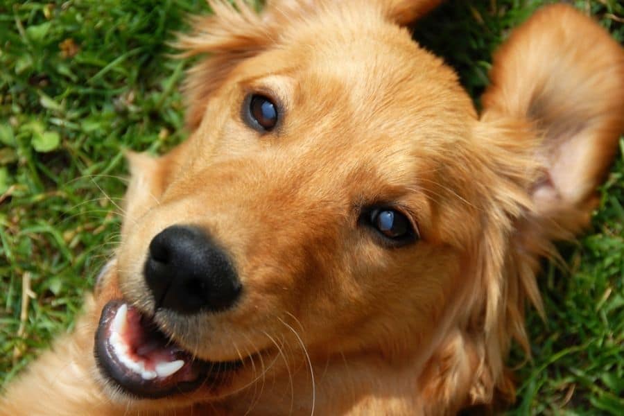 _How To Keep Your Pets’ Teeth Clean