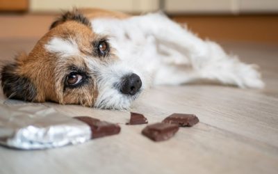 Pet Poison Prevention: Keeping Your Pets Safe