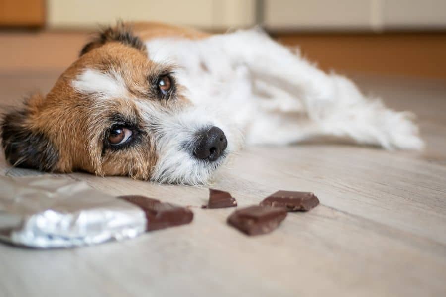 Pet Poison Prevention: Keeping Your Pets Safe