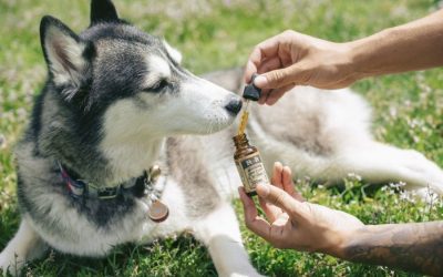Benefits Of CBD Oil For Pets