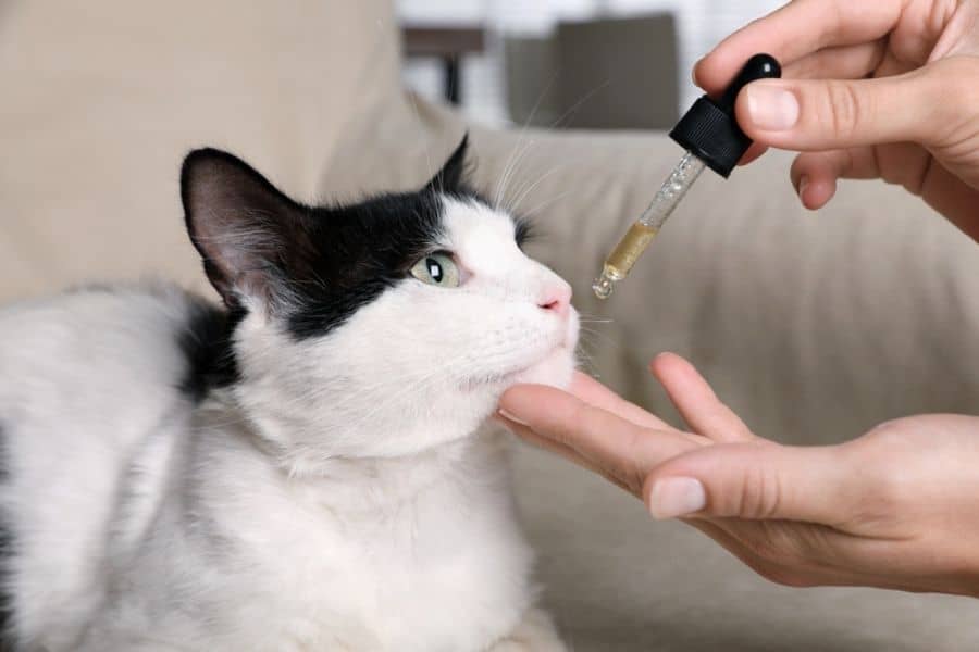 CBD Oil For Pets