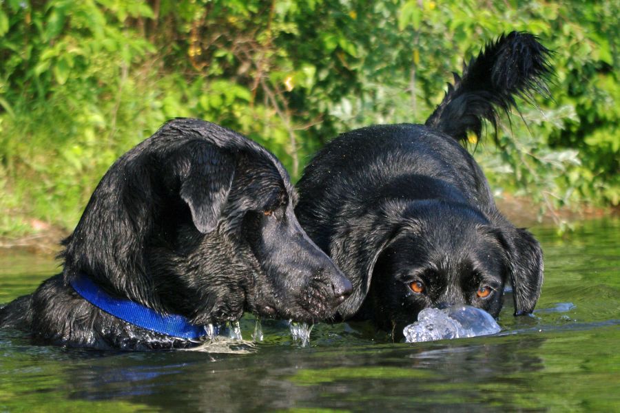 Benefits of Swimming For Your Dog This