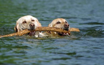 Benefits of Swimming For Your Dog This Summer