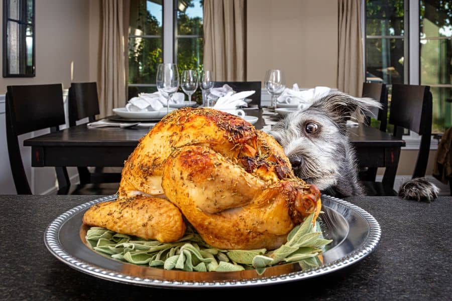 Thanksgiving Pet Safety Tips For Enjoying The Holiday