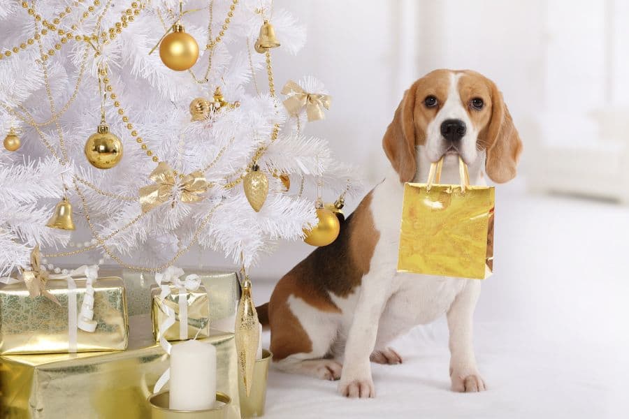Pet Gift Giving Guide For The Holidays