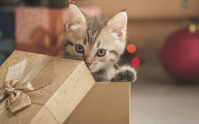 The Ultimate Pet Gift Giving Guide For The Holidays