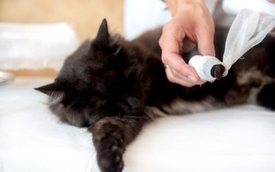 Everything You Need To Know About Pet First Aid