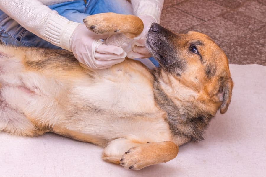 You Need To Know About Pet First Aid