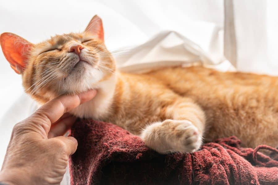 _Look For in a Pet Sitter