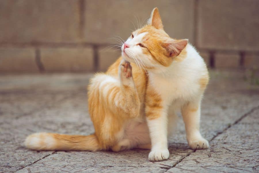 Manage Allergies in Pets This Spring