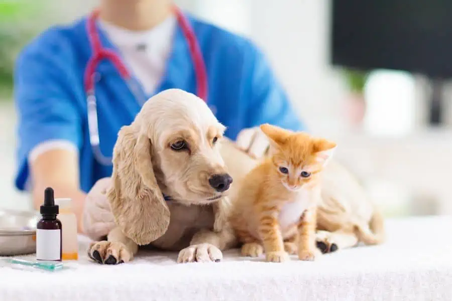 Reasons Why You Should Schedule Regular Vet Check-ups for Your Pet