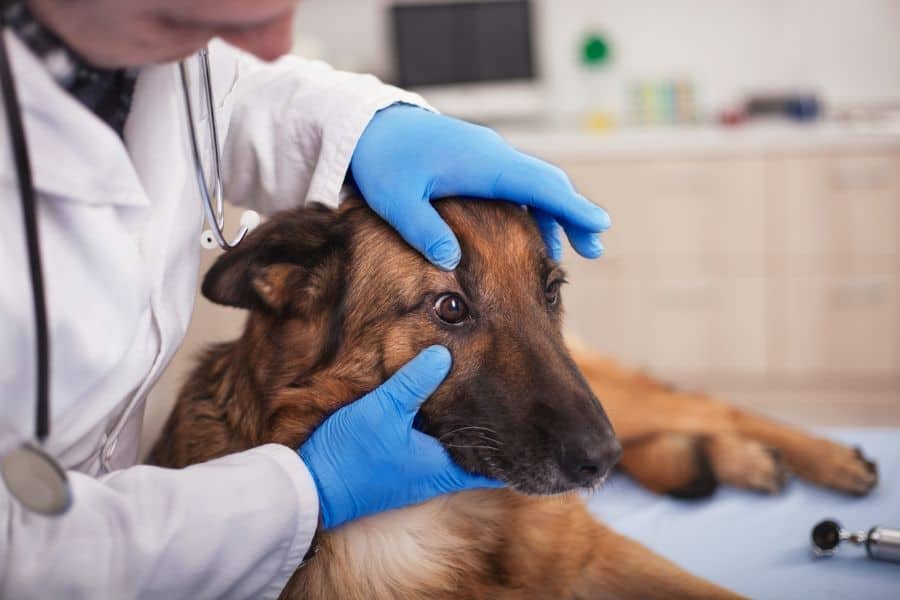 Schedule Regular Vet Check-ups for Your Pet