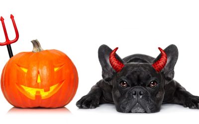Halloween Safety for Pets: Keeping Your Furry Friends Safe