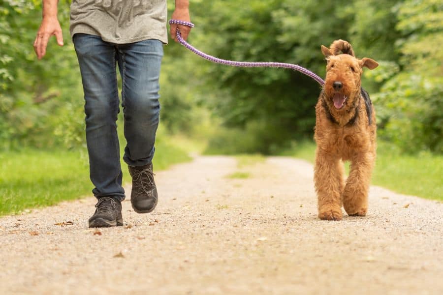 Dog Walker vs. Dog Boarding