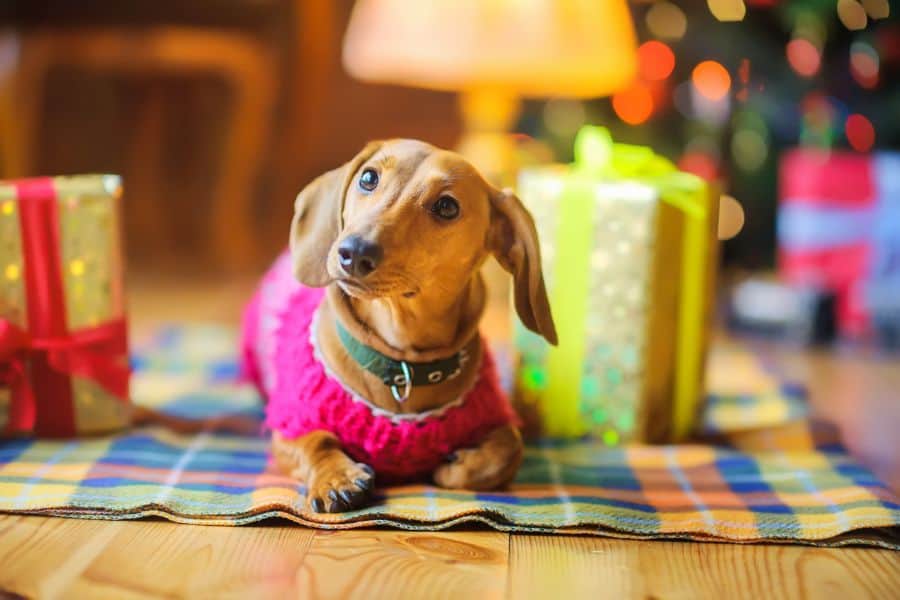 Unwrapping Holiday Gift Ideas for Pets