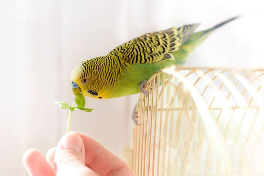 Feeding Exotic Pets 