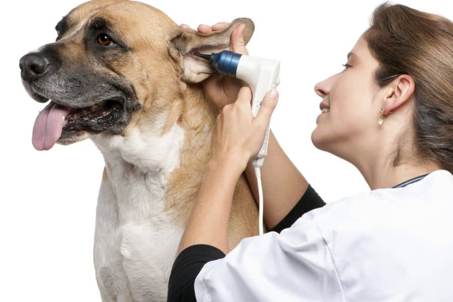 Pet Insurance What Newark and Hockessin Pet Owners Need to Know