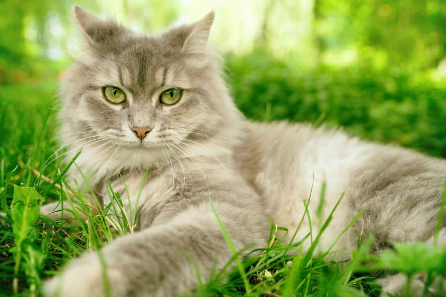 Flea and Tick Season