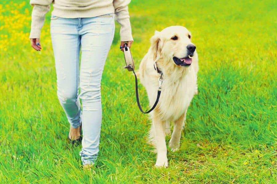 Paw Pad Burns Hot Weather Dog Walking Tips