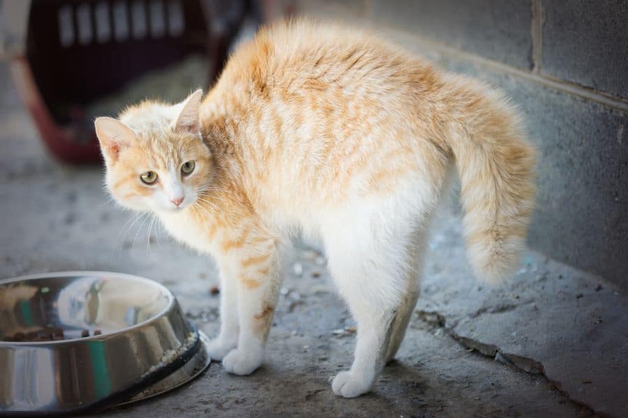 Understanding Your Cat's Body Language