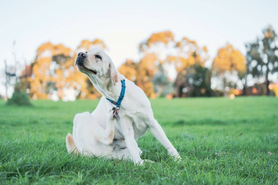 Allergies in Pets