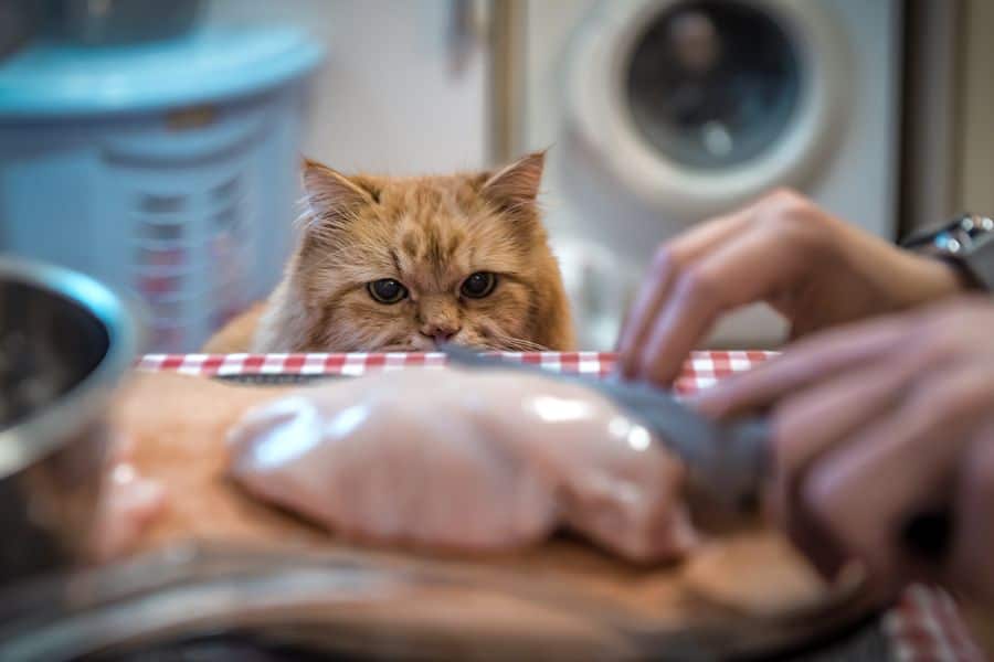 Pet-Safe Thanksgiving Foods to Share with Your Furry Friends This Holiday