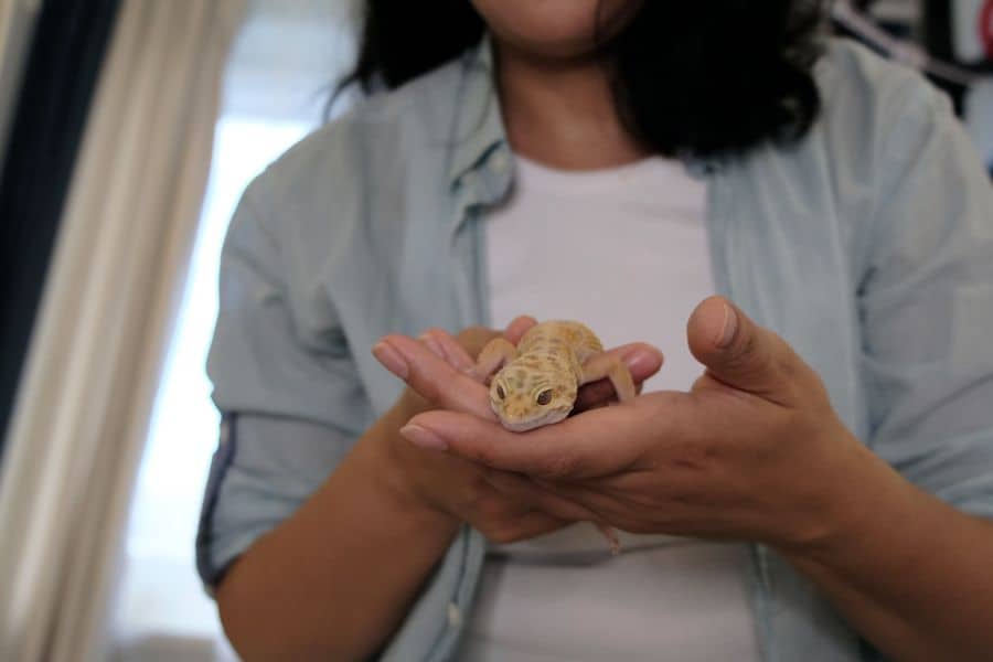 Exotic Pet Enrichment
