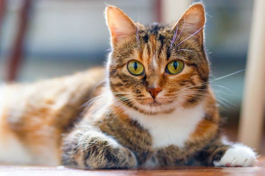 Common Health Issues in Cats and How to Spot Them