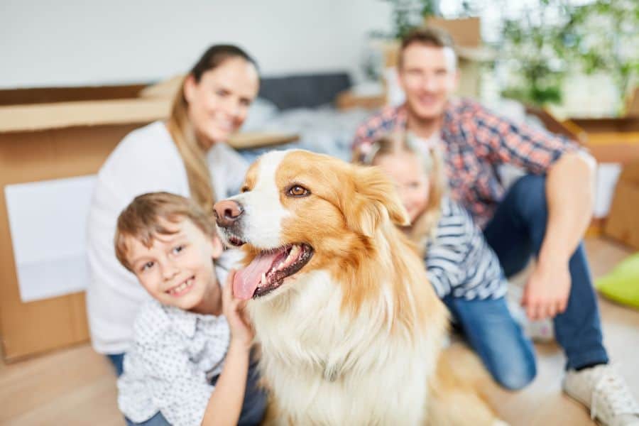 Essential Tips for First-Time Dog Owners