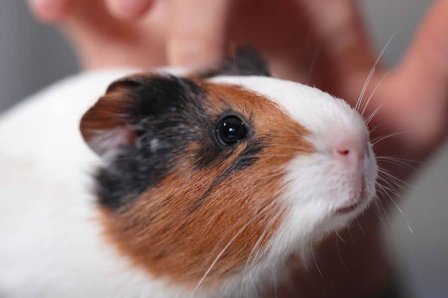 Six Best Small Pets for Beginners