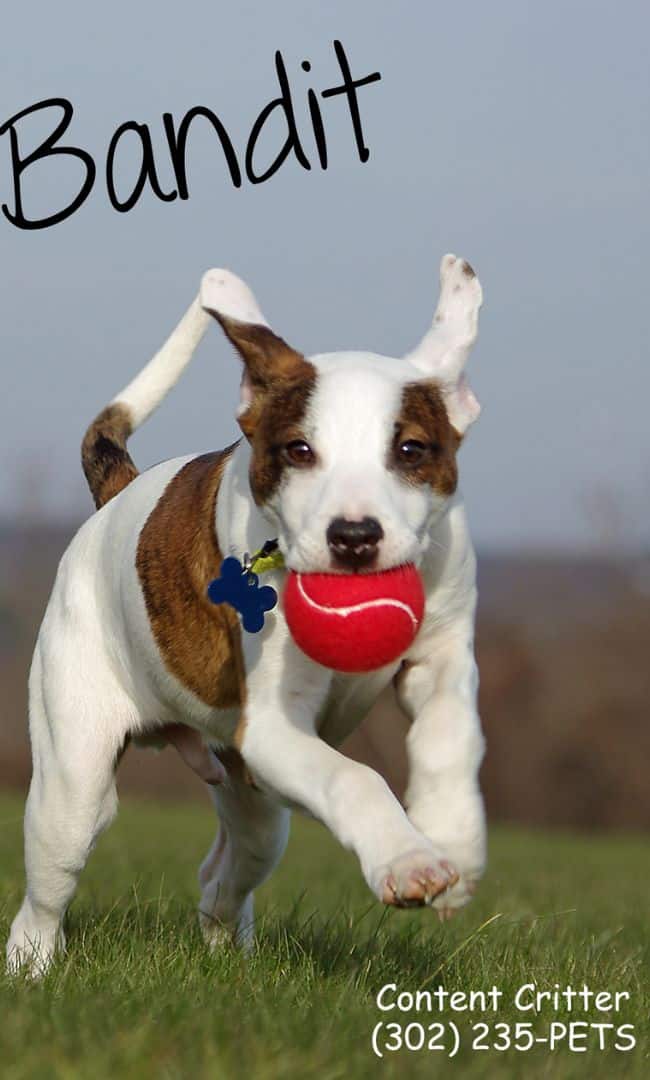 White and brown dog with a red ball in its' mouth