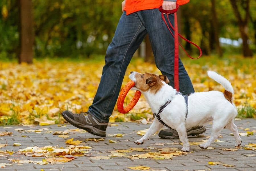 A small Jack Russell Terrier walks beside a person on a leafy path, carrying a bright orange ring toy in its mouth during a professional dog walking session