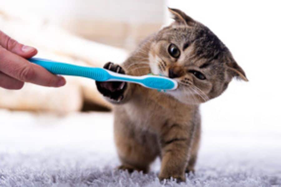 cute kitten with blue toothbrush in his mouth