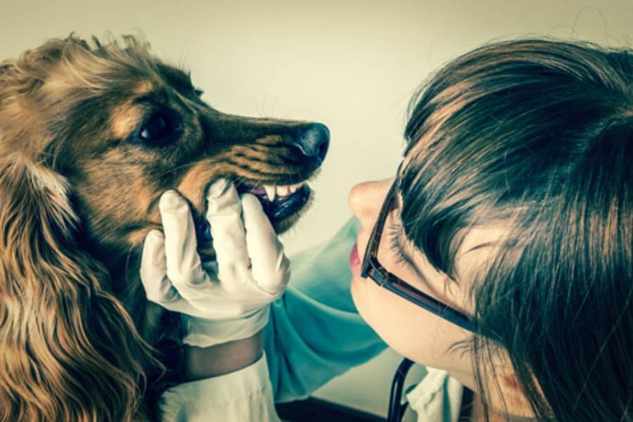 vet looking inside dogs mouth ensuring proper dental health