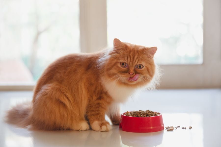 Pros and Cons of Free-Feeding Your Pet