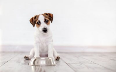 The Pros and Cons of Free-Feeding Your Pet