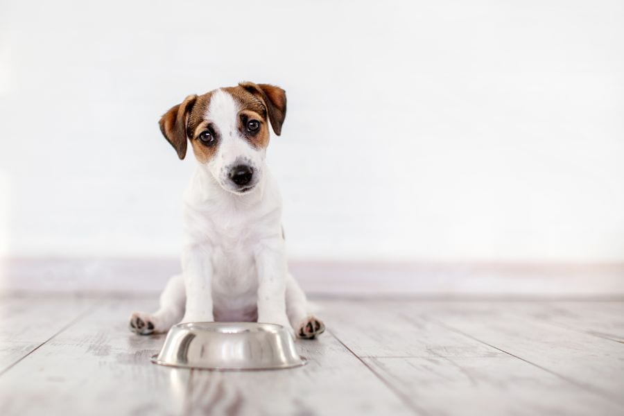 The Pros and Cons of Free-Feeding Your Pet
