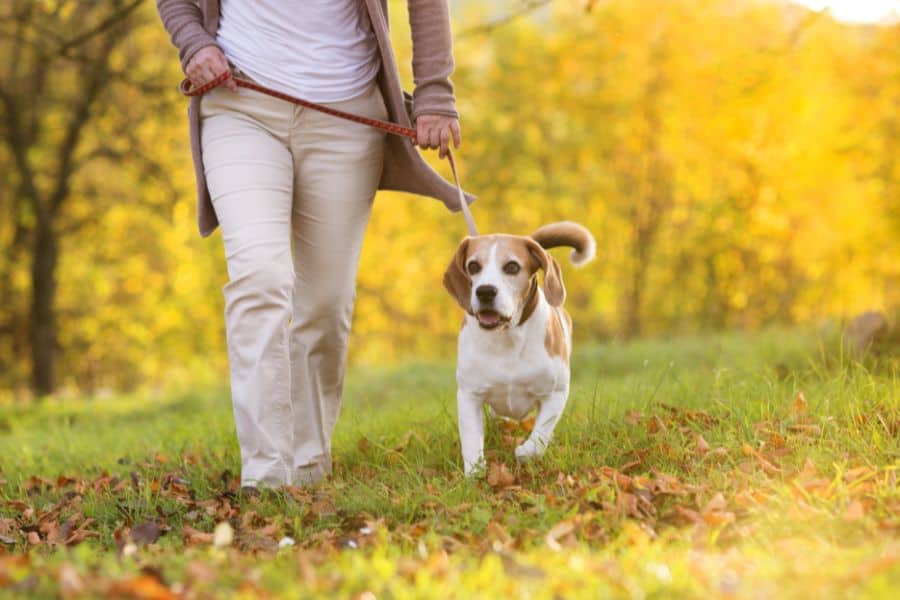 Choose the Perfect Pet Sitter in Newark Questions to Ask Before You Book