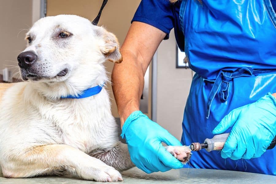 Nail Trimming Tips Every Delaware Owner Should Know