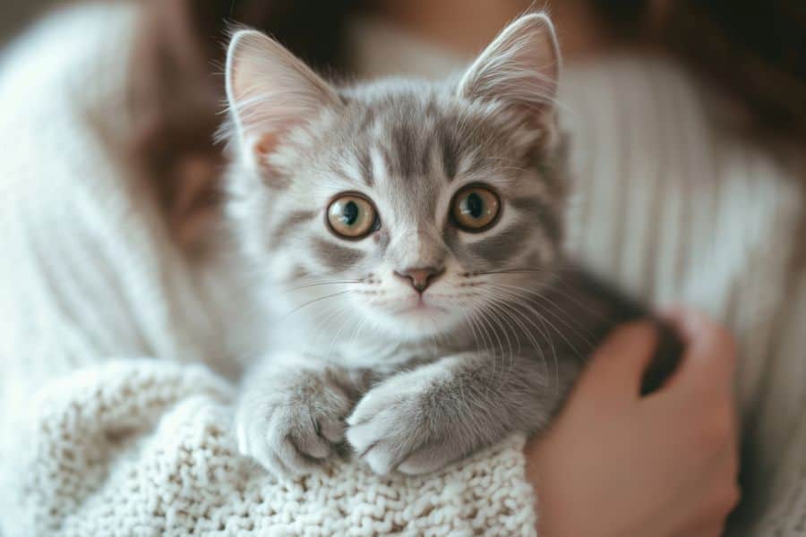 Pet Sitting vs. Boarding for the Holidays How to Choose the Best Care for Your Dog or Cat