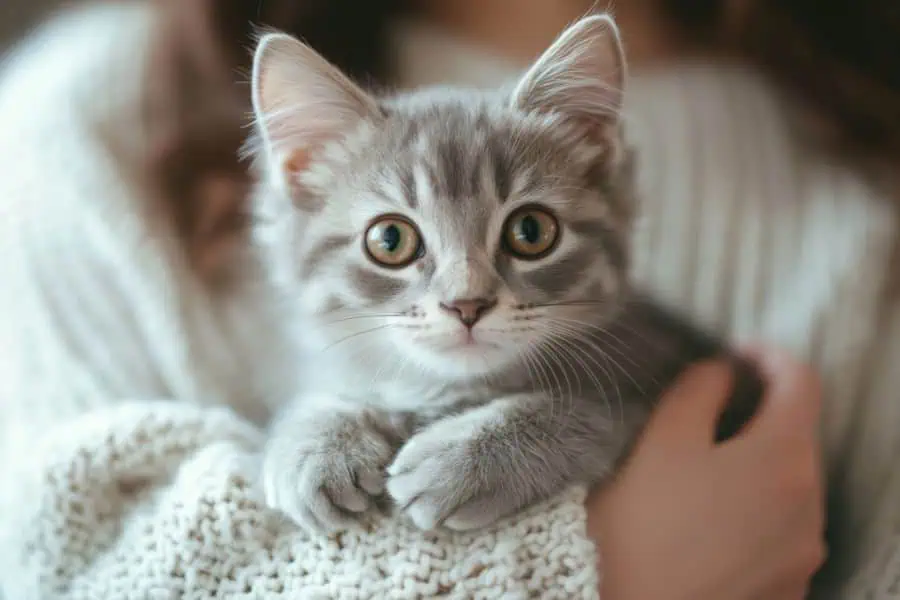 Pet Sitting vs. Boarding for the Holidays How to Choose the Best Care for Your Dog or Cat Pet Sitting vs. Boarding for the Holidays How to Choose the Best Care for Your Dog or Cat