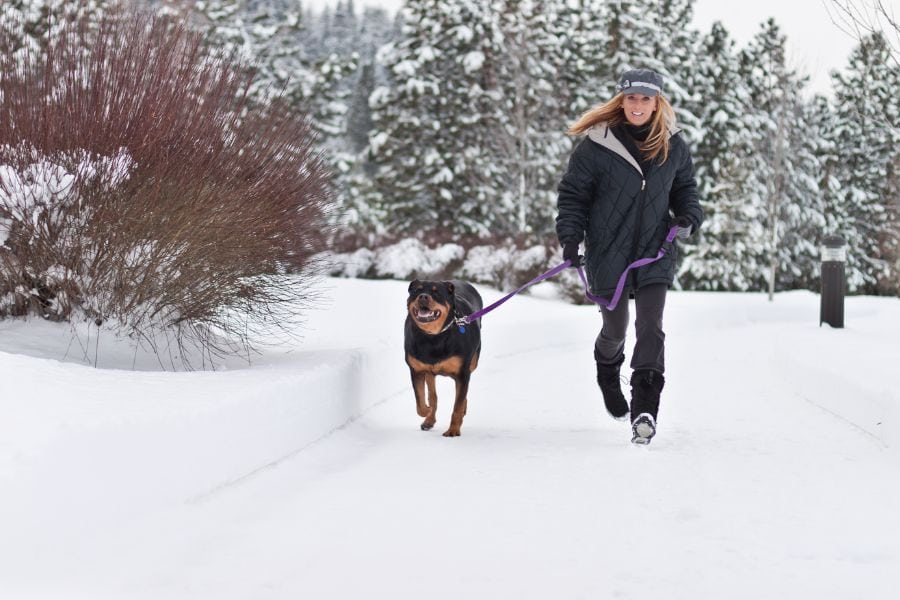 Bathing Pets in Winter How Often Is Best for Your Dog or Cat