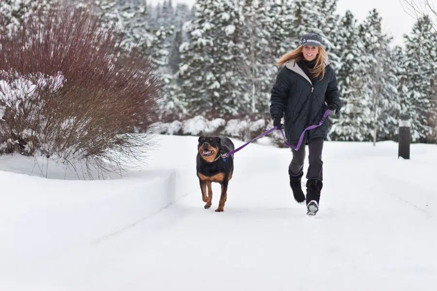 Bathing Pets in Winter How Often Is Best for Your Dog or Cat