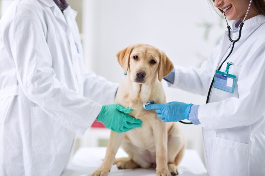 Diabetes in Pets A Guide for Caring Pet Owners